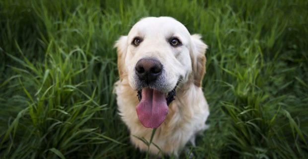 animal-1839808_1920 (1)