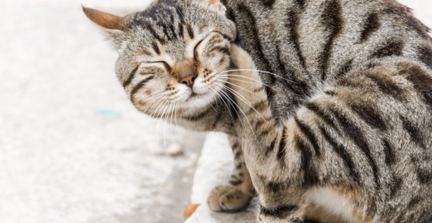 antipulgas-para-gatos
