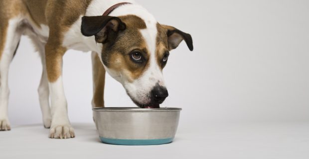 Dog eating from bowl