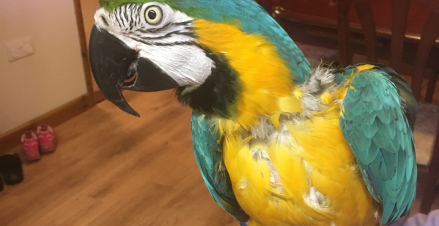tráfico de animais silvestres