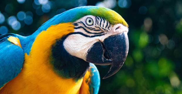 arara