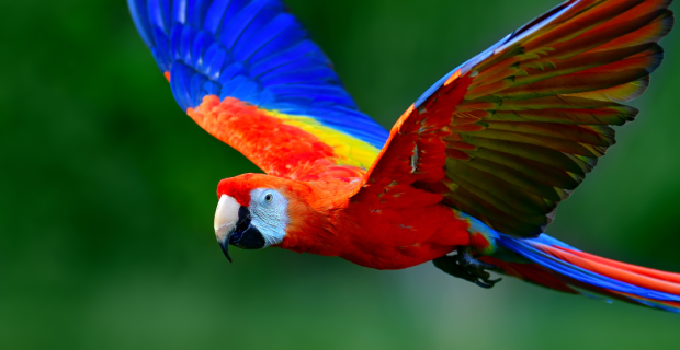 arara