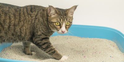 areia gato