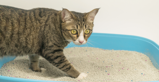 areia gato