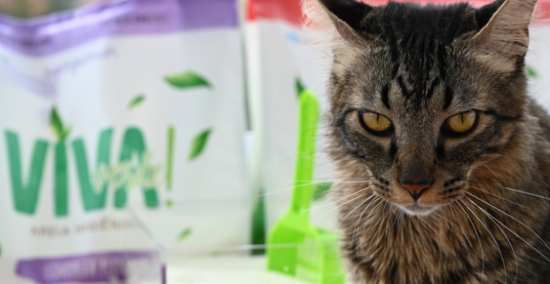 areia para gato