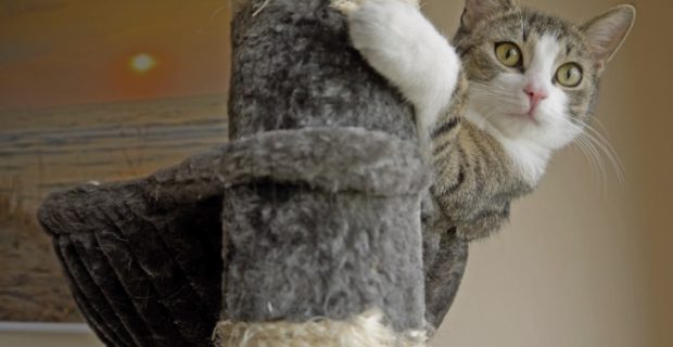 arranhador gato
