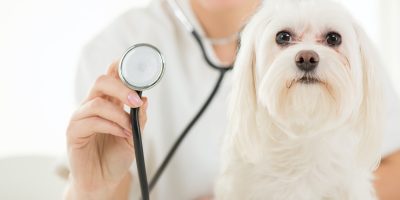 At the veterinary