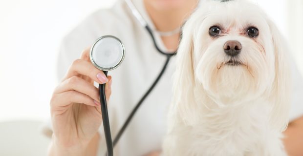 At the veterinary
