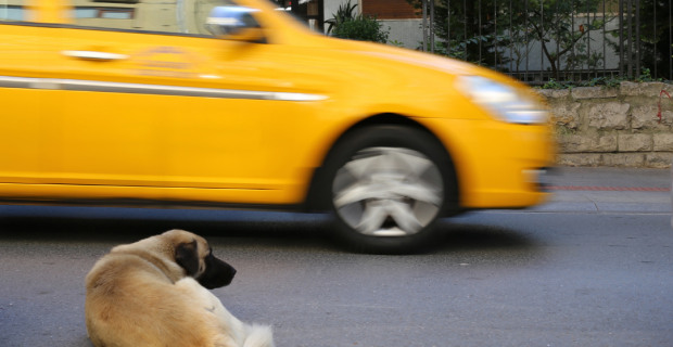 CRMV-SP apoia PL que prevê punição a quem atropelar e não socorrer animais