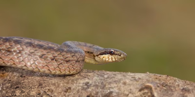 Veterinários e biólogos juntos no resgate e afugentamento de fauna