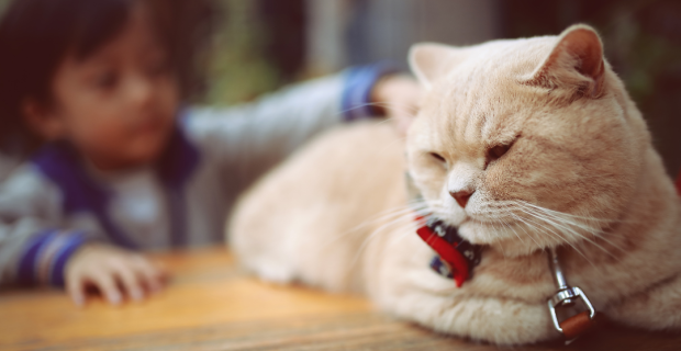 gatos e crianças com autismo