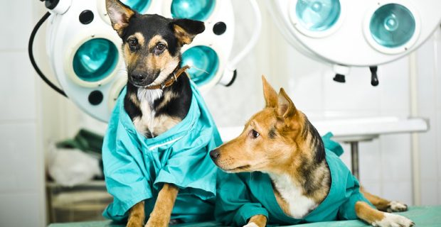 avancos-cirurgia-vet01-1604495798