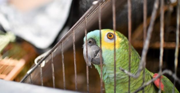 Santa Maria, Brasília, DF, Brasil 22/8/2017 Foto: Andre Borges/Agência Brasília.

Setenta animais silvestres foram apreendidos nesta terça-feira (22), em Santa Maria, durante operação conjunta do Instituto Brasília Ambiental (Ibram), da Polícia Civil — por meio da Delegacia Especial de Proteção ao Meio Ambiente e à Ordem Urbanística (Dema) — e do Instituto Brasileiro do Meio Ambiente e dos Recursos Naturais Renováveis (Ibama).

Cerca de 20 servidores participaram da ação, que teve início às 8 horas e terminou às 18h30.