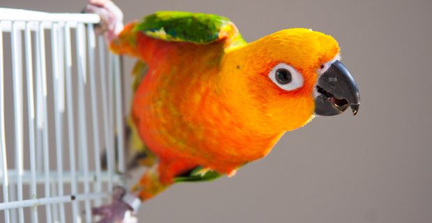 aves