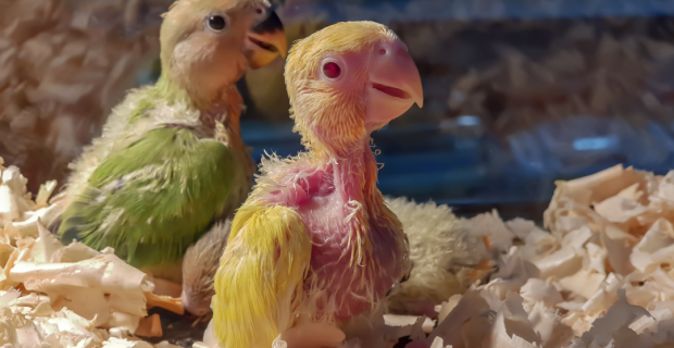 filhotes aves