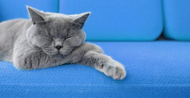azul