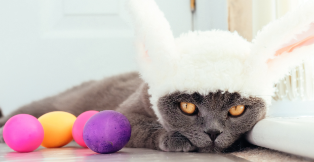 De acordo com a profissional, os rins dos felinos são extremamente sensíveis e é importante ficar atento até aos sinais mais “nocivos”
