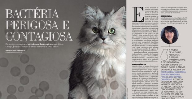 bacgatos