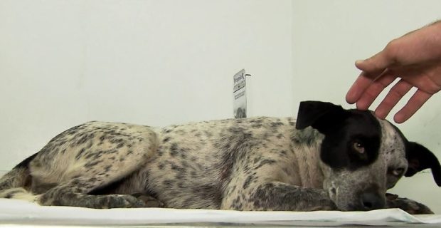 baleada-1544101603