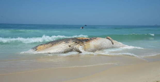 baleia