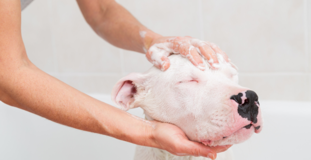 banho nos pets no frio