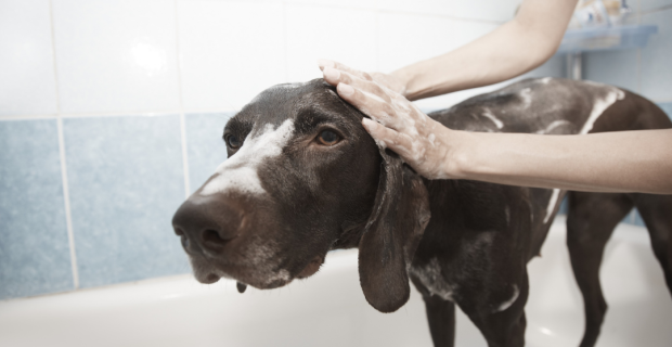 banho em cães