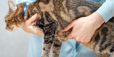 Manejo da hérnia umbilical em cães e gatos: o que precisa ser avaliado