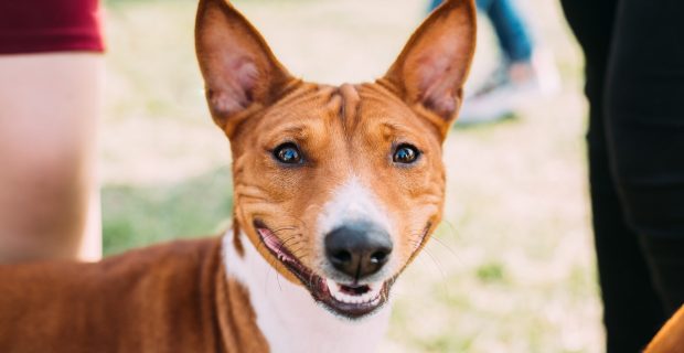 Basenji Kongo Terrier Dog. The Basenji Is A Breed Of Hunting Dog