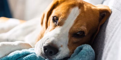 Miastenia gravis: desafios no diagnóstico e no manejo clínico