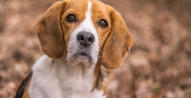 beagle