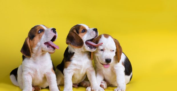 lançamento royal canin