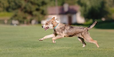 Alimentação funcional para pets ganha força com foco em longevidade e bem-estar