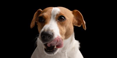 beautiful dog Jack Russell terrier licks his lips waiting for food on a black background