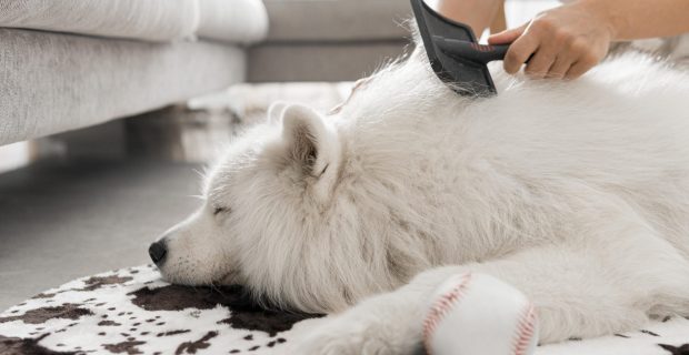 pet pelos