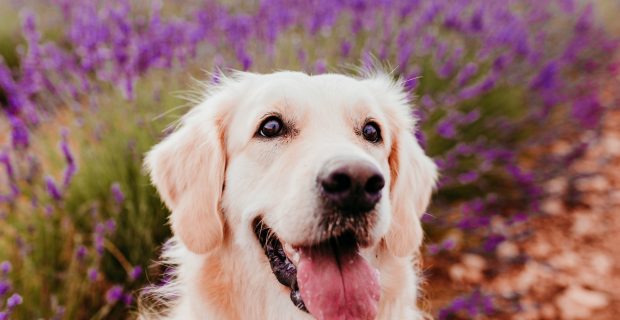 beautiful Golden Retriever dog in purple lavender field at sunset. Pets in nature and lifestyle