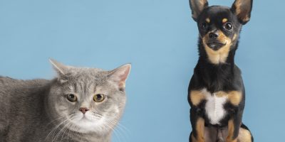 Veterinária destaca prevenção do câncer de próstata em cães e gatos