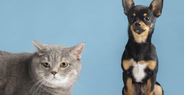 Veterinária destaca prevenção do câncer de próstata em cães e gatos