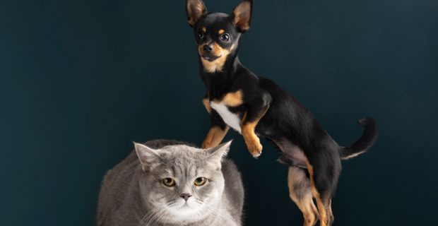 beautiful-pet-portrait-small-dog-cat