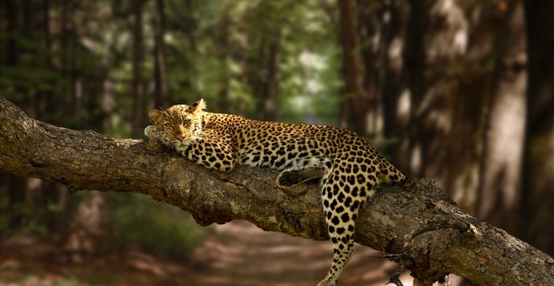 pantanal