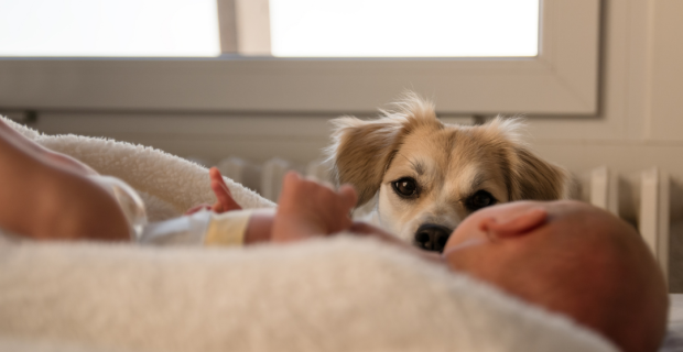 cão e bebê