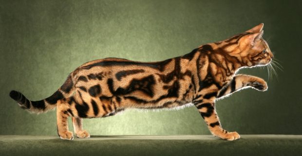 bengal