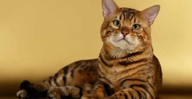 bengal_1