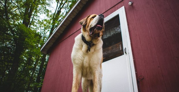 Big dog on cottage porch