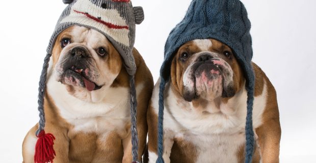 two dogs dressed for winter - english bulldogs wearing winter hats