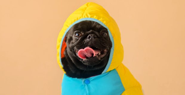 Black dog pug in a hood in a funny costume. Funny pet portrait