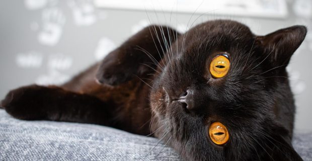 gato preto