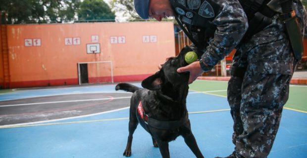 cadela do Bombeiro se aposenta