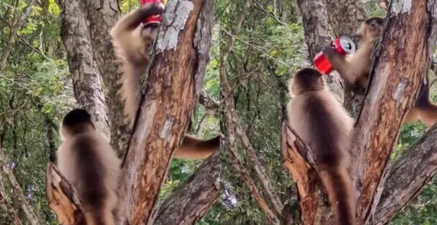 macaco Bonito