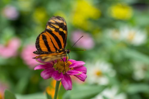 Estudo sugere que animais percebem 'sons das plantas'