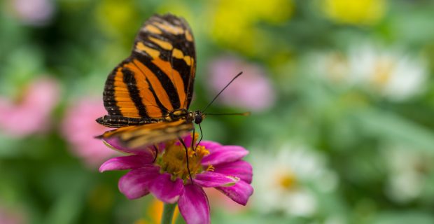 Estudo sugere que animais percebem 'sons das plantas'